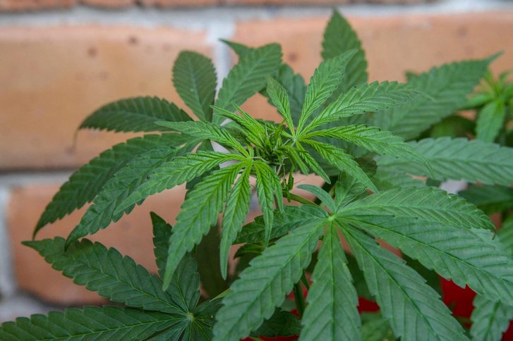 Cannabis und Lifestyledrogen